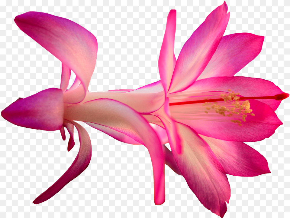 Flower, Petal, Plant, Anther Free Transparent Png