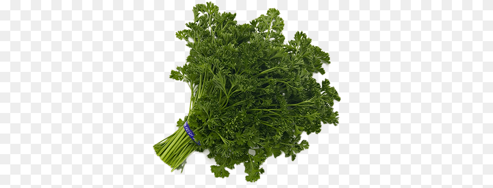 Parsley, Herbs, Plant Free Png