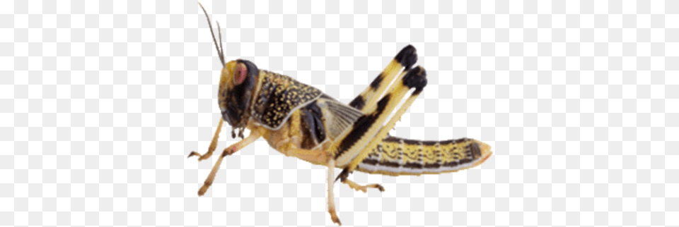Grasshopper, Animal, Insect, Invertebrate Free Png Download