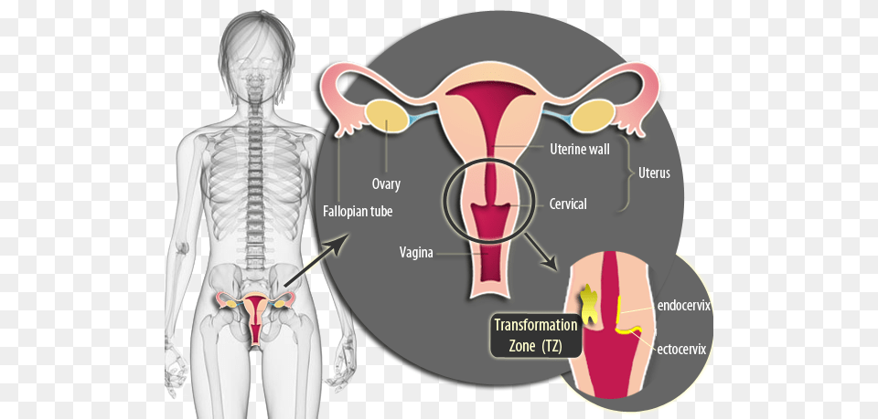 Vagina, Adult, Male, Man, Person Png Image