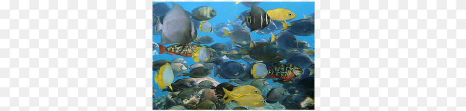 School Of Fish, Water, Aquatic, Animal, Surgeonfish Free Transparent Png