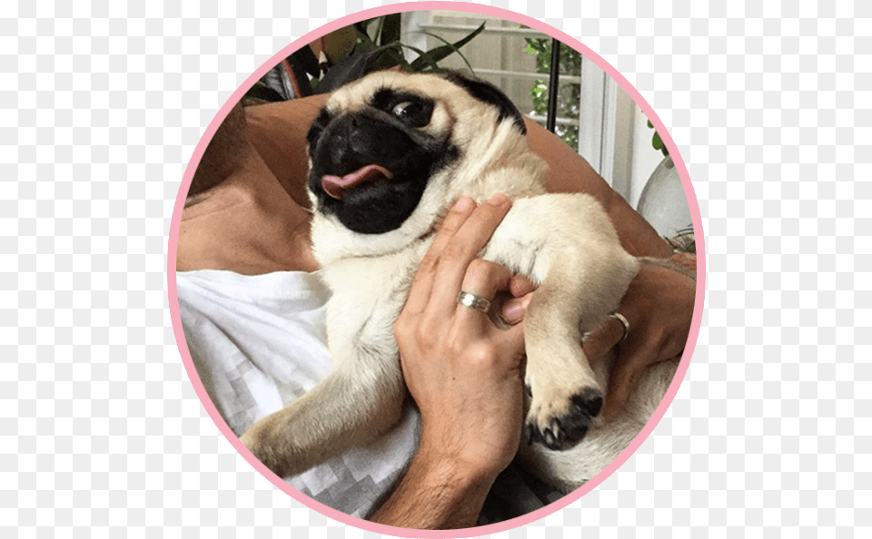 Pug, Photography, Animal, Canine, Dog Free Transparent Png