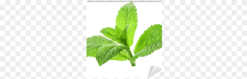 Mint Leaf, Herbs, Plant, Animal, Reptile Free Png