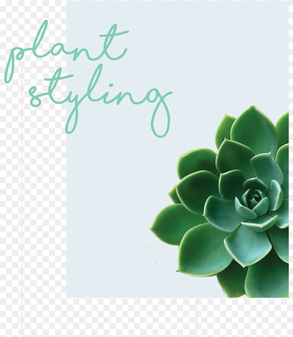 Greenery, Green, Potted Plant, Plant, Herbal Free Transparent Png