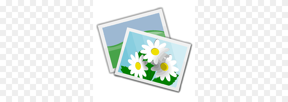 Daisy, Envelope, Flower, Greeting Card Free Png Download