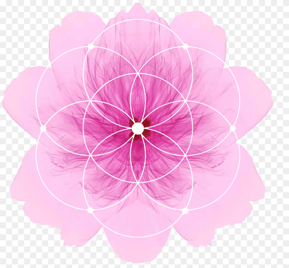 Mandalas, Dahlia, Flower, Plant, Petal Free Transparent Png