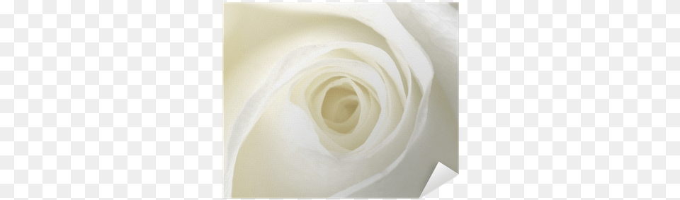 White Roses, Petal, Rose, Flower, Plant Free Png