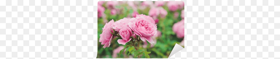 Rose Bush, Flower, Geranium, Petal, Plant Free Png