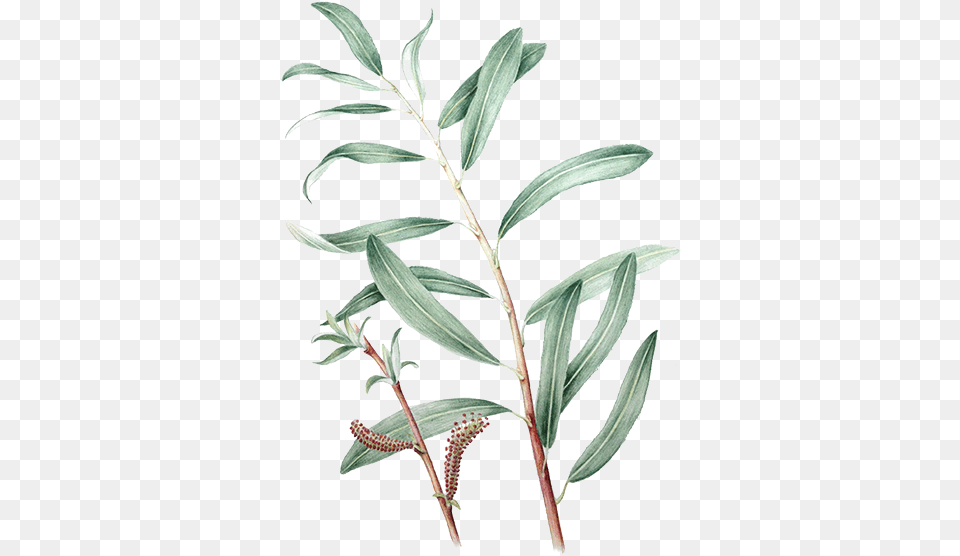 Eucalyptus, Herbs, Grass, Herbal, Tree Free Png