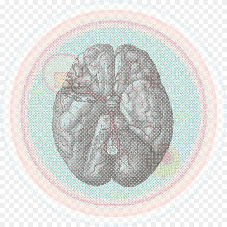 15grw 3xjnd8mq3uiet6aug Brains Blood Vessels Labeled, Plate, Food, Produce, Ct Scan Png Image