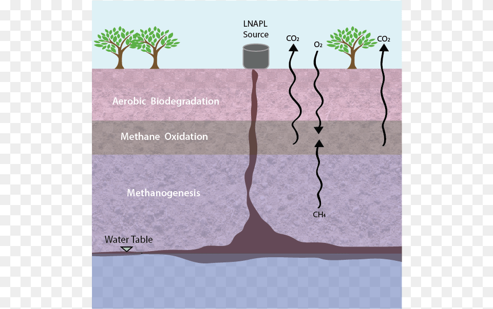 16 Tree, Soil, Plant, Vegetation, Root Free Png