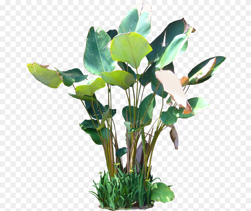 Tropical Plants, Flower, Flower Arrangement, Leaf, Plant Free Png Download