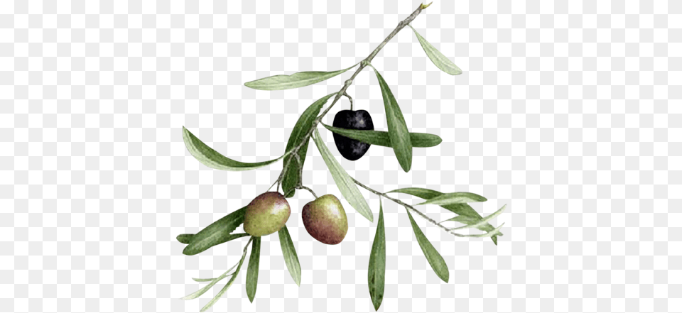 Olive Branch, Leaf, Plant, Tree, Food Free Png