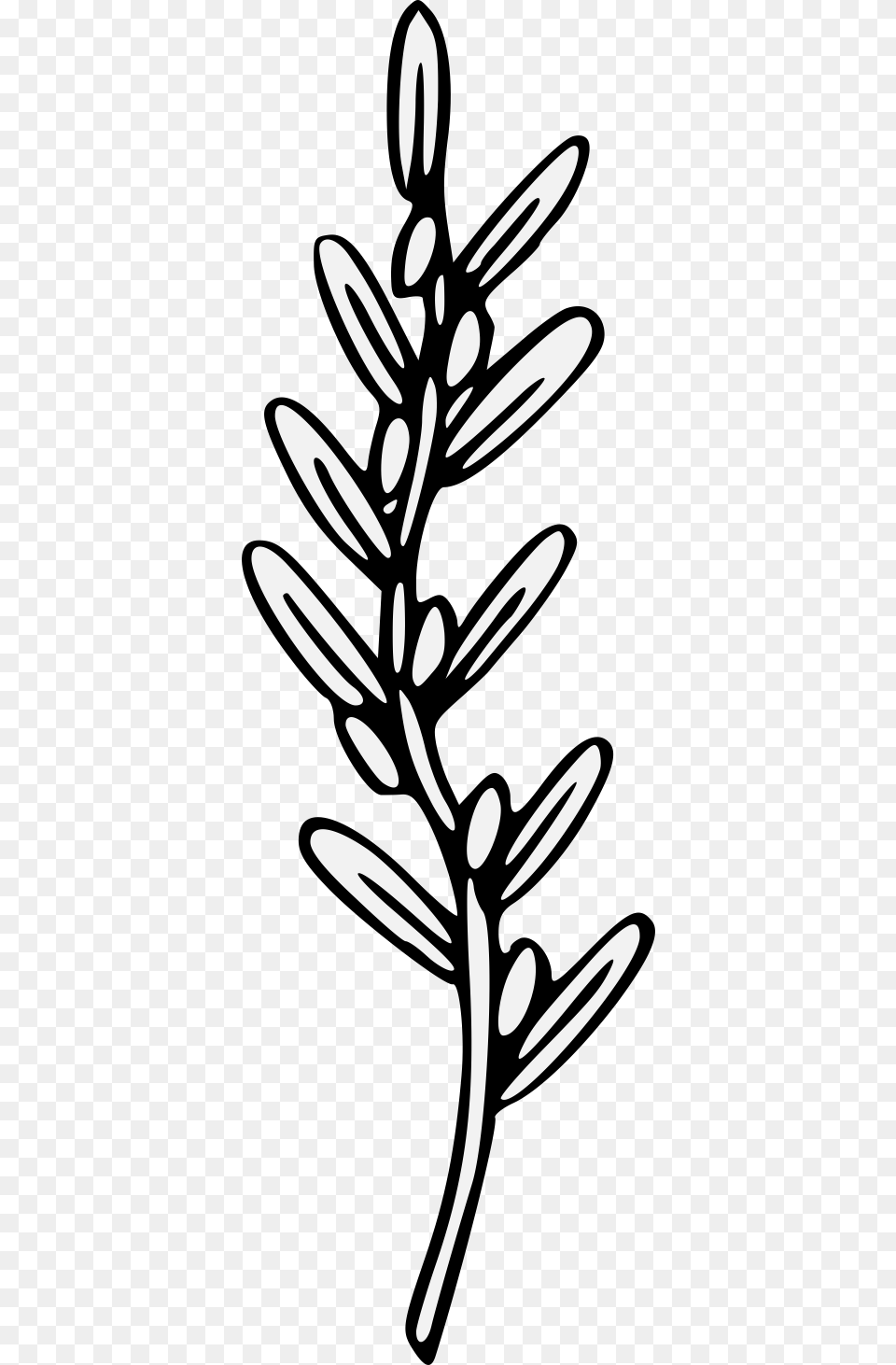 Olive Branch, Plant, Stencil, Tree, Conifer Png