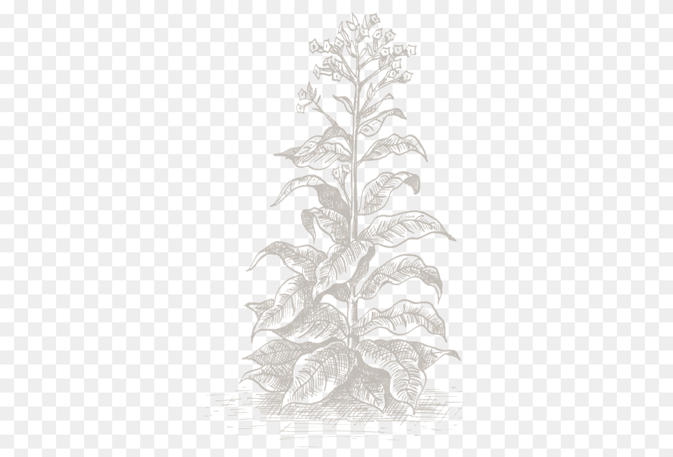 Tobacco Leaf, Tree, Plant, Adult, Wedding Free Transparent Png