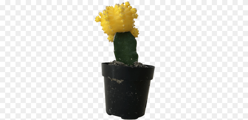 Yellow Moon, Cactus, Plant Free Transparent Png