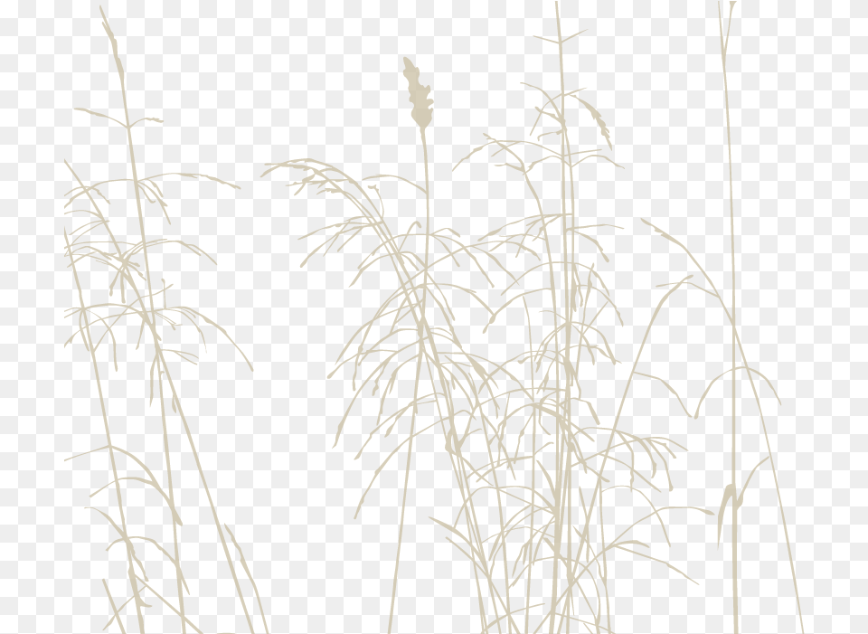 Straw, Grass, Plant, Reed Png Image