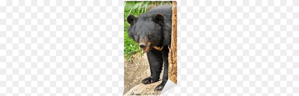 Black Bear, Animal, Mammal, Wildlife, Black Bear Free Png Download