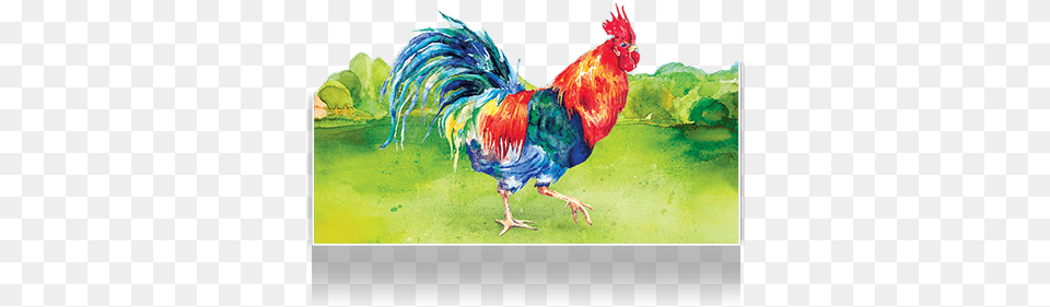 Chicken, Animal, Bird, Fowl, Poultry Free Png Download