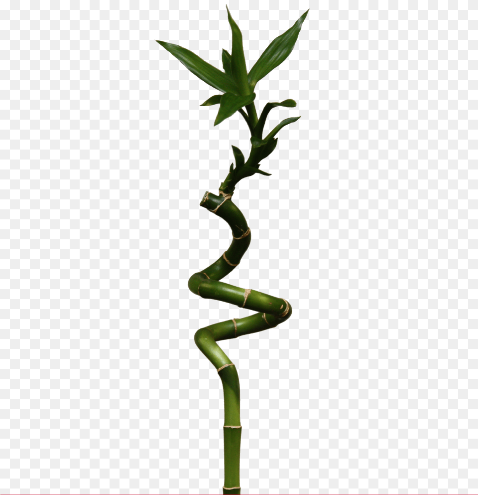 Bamboo, Plant Png Image