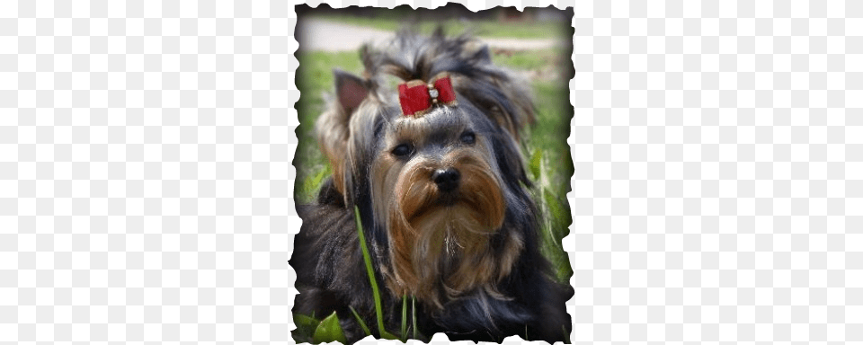 Yorkie, Animal, Canine, Mammal, Dog Free Png Download