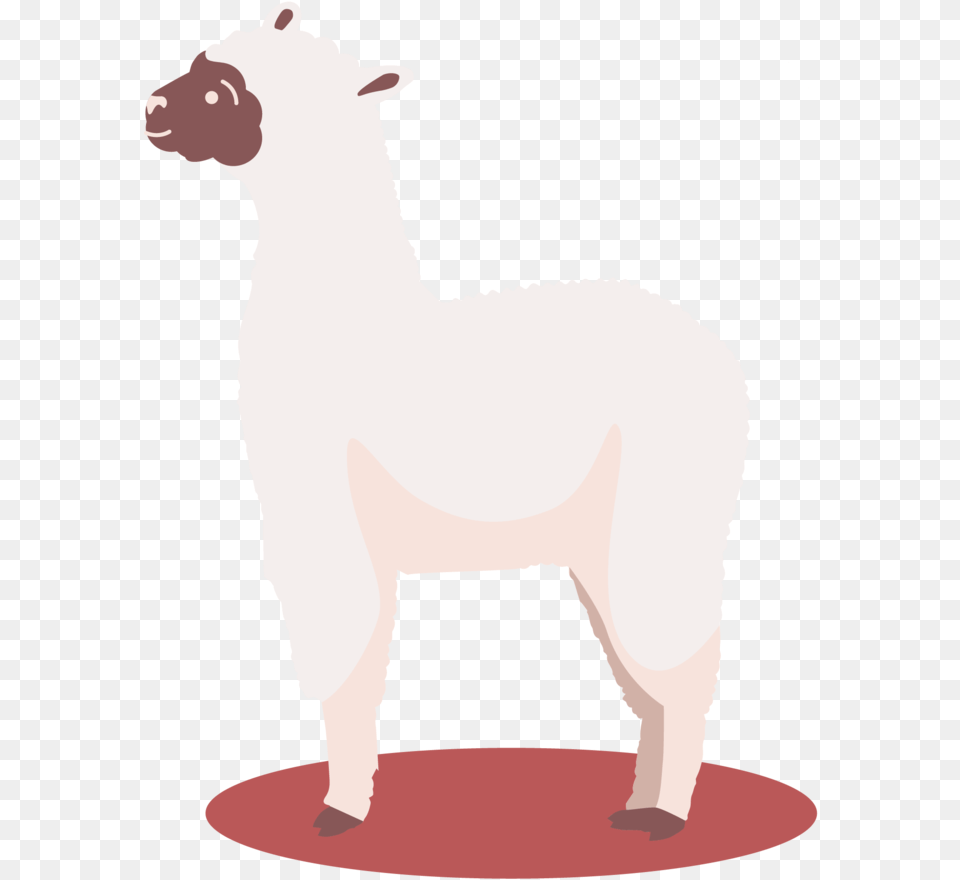 18 Sheep, Animal, Bear, Mammal, Wildlife Free Transparent Png