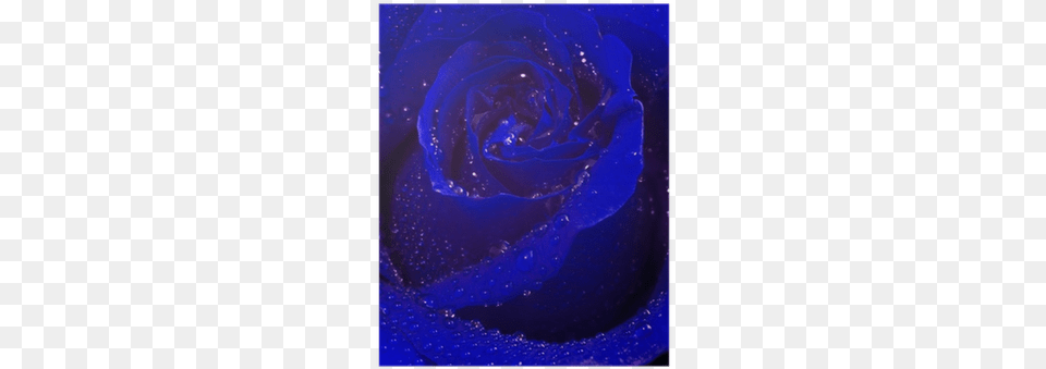 Blue Rose, Plant, Flower, Adult, Wedding Png Image