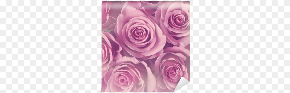 Purple Roses, Flower, Flower Arrangement, Flower Bouquet, Plant Free Png Download