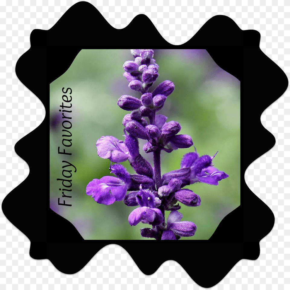 Five Guys Logo, Flower, Plant, Iris, Lavender Png Image