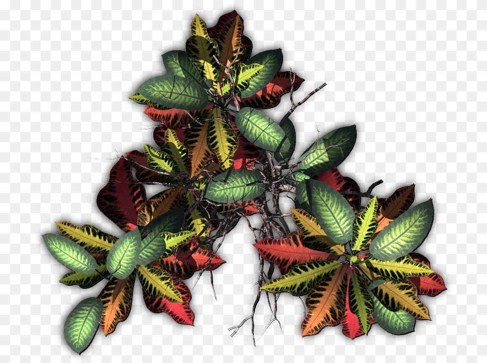Jungle Tree, Leaf, Pattern, Plant, Vegetation Png