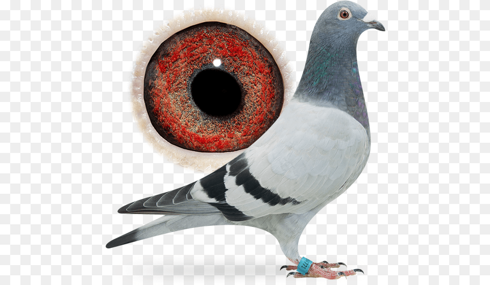 Stock Dove, Animal, Bird, Pigeon Png Image