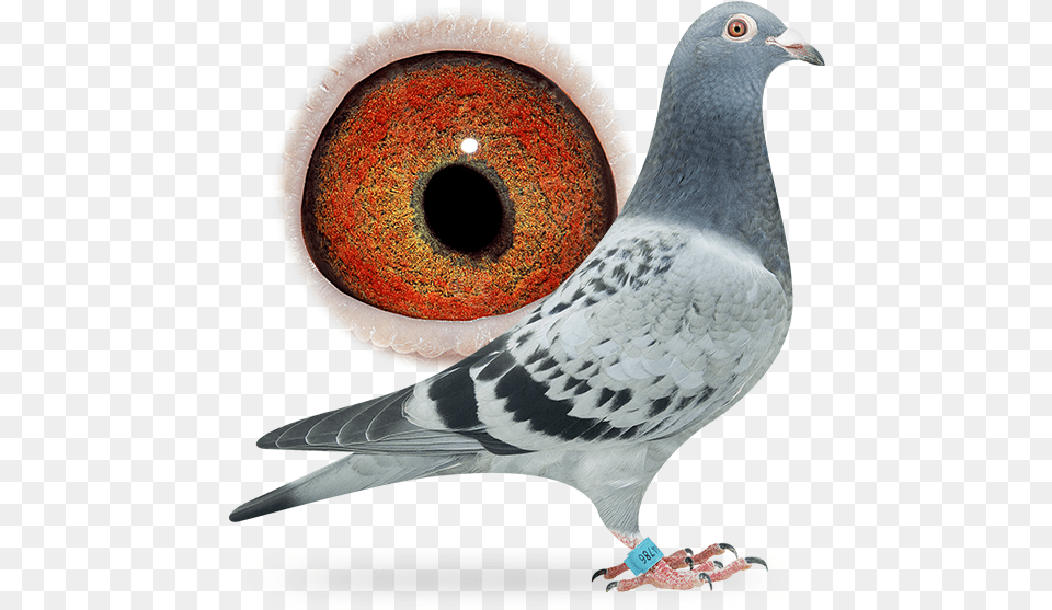 Pigeon Racing Homer Picture Free Download, Animal, Bird, Dove Png Image