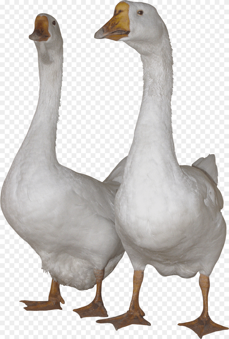 Goose, Animal, Bird, Waterfowl, Anseriformes Free Transparent Png