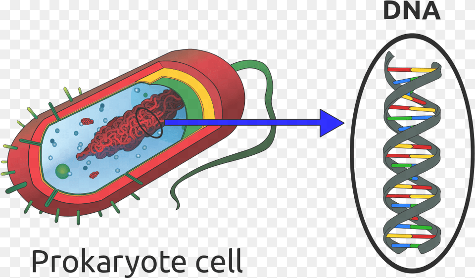 192 Pixels Prokaryotic Cell Diagram, Dynamite, Weapon Free Transparent Png