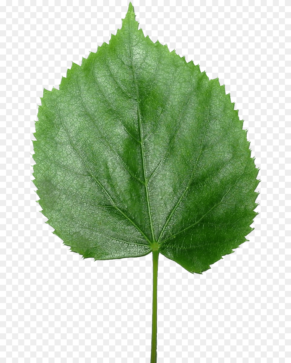 Transparent, Leaf, Plant, Herbal, Herbs Png