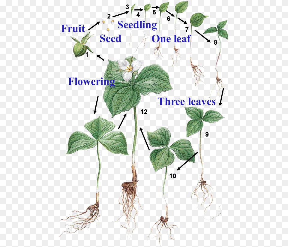 Seedling, Leaf, Plant, Root Free Transparent Png