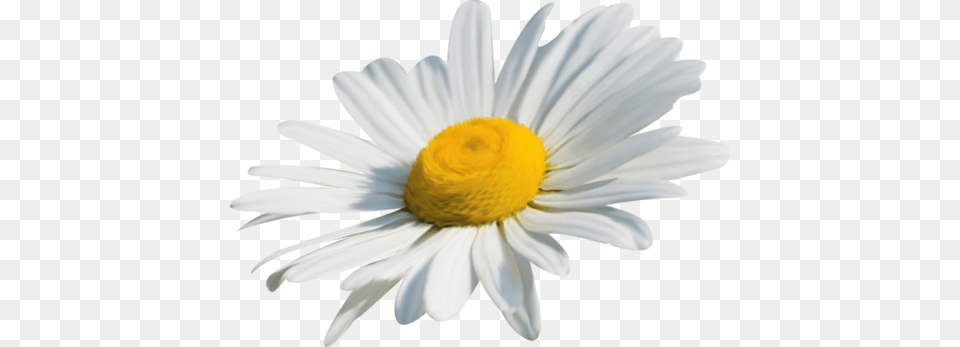 White Daisy, Flower, Petal, Plant, Animal Free Png Download