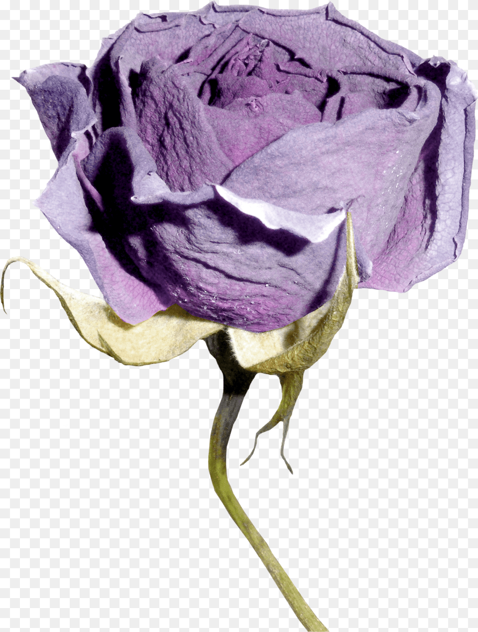 1f174d 6d53f16 Orig Garden Roses, Flower, Plant, Rose, Person Png