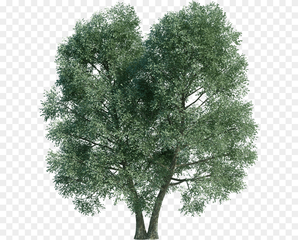 1png Mexican Pinyon, Oak, Plant, Sycamore, Tree Free Png