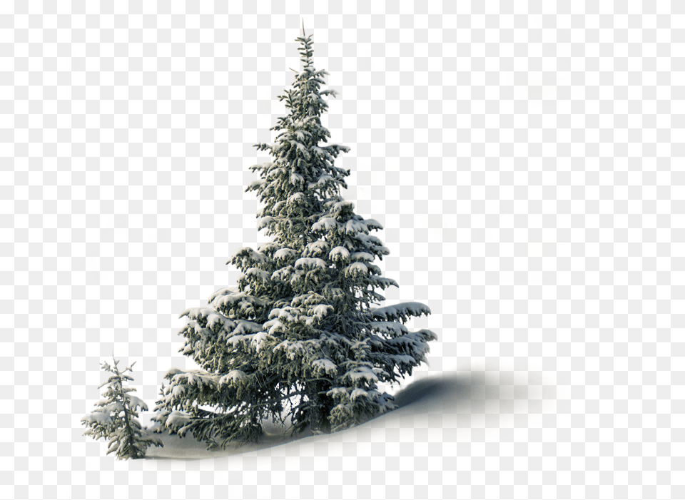1png U2013 Aireforce Inc Tropical And Subtropical Coniferous Forests, Tree, Plant, Fir, Pine Free Png