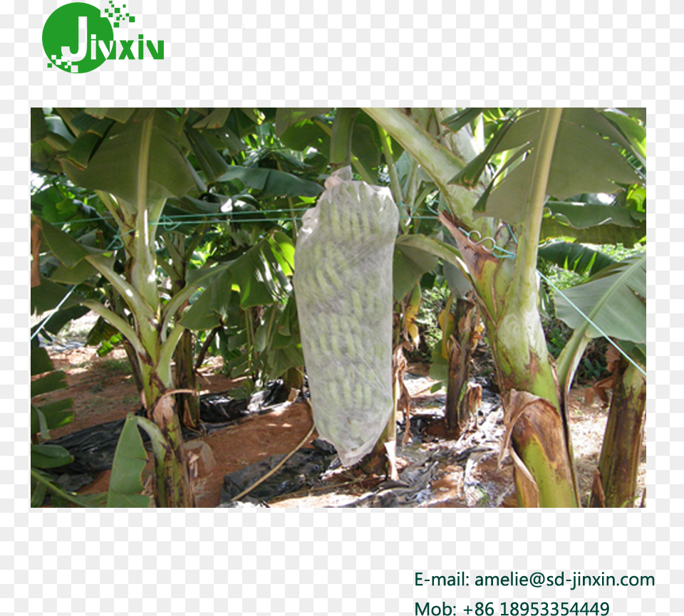 1x2m Nonwoven Banana Bunch Cover With 4uv Treatment, Food, Fruit, Plant, Produce Png Image