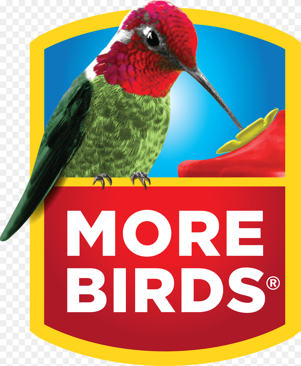2 4 Mib New Daniel Bryan Entrance, Animal, Beak, Bird, Hummingbird Free Png Download