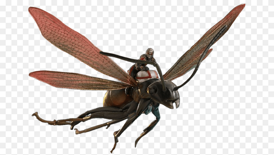 2 Ant Man Download, Animal, Bee, Insect, Invertebrate Png Image