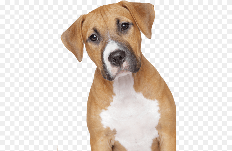 2 Dog 5 Clipart Image Format Dog, Animal, Boxer, Bulldog, Canine Free Transparent Png
