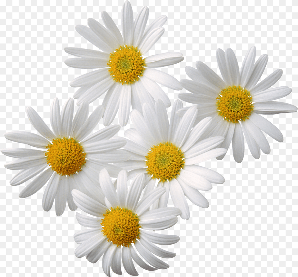 2 Flowers Chamomile, Daisy, Flower, Plant, Petal Free Transparent Png