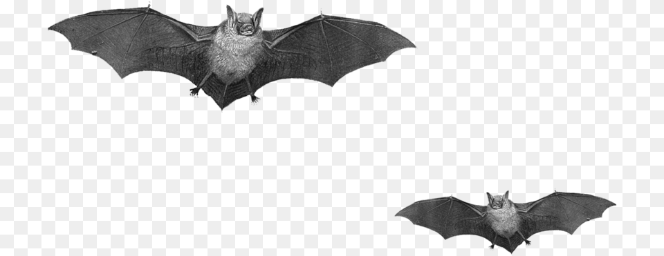 2 Halloween Bat Pic Clipart Image Real Bats, Animal, Mammal, Wildlife, Cat Free Png Download