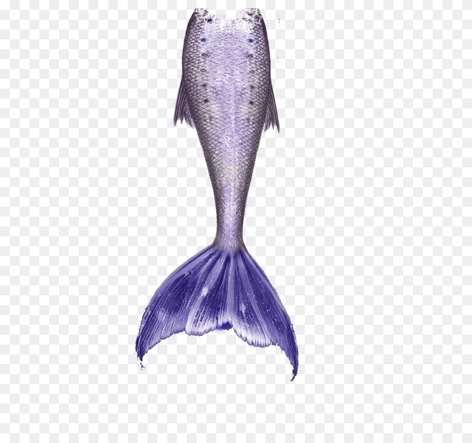 2 Mermaid Tail Download, Animal, Fish, Herring, Sea Life Free Png