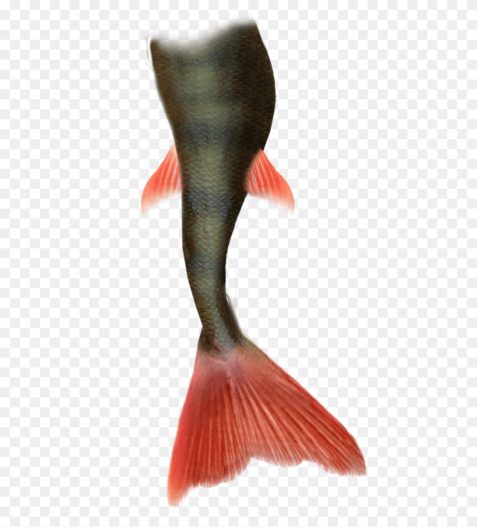 2 Mermaid Tail Pic, Animal, Sea Life, Fish, Adult Png