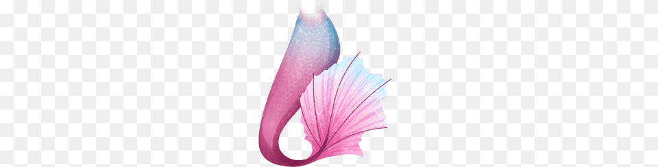 2 Mermaid Tail Picture, Flower, Leaf, Petal, Plant Free Transparent Png