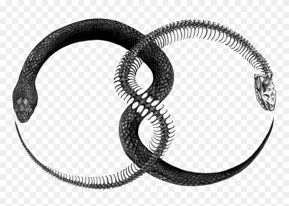 2 Ouroboros File, Animal, Cuff, Reptile, Snake Png Image